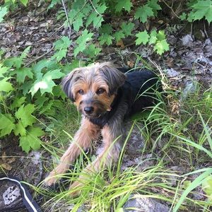 Meet your Posher, Max